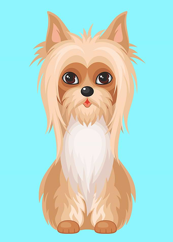 Cute Australian Terrier