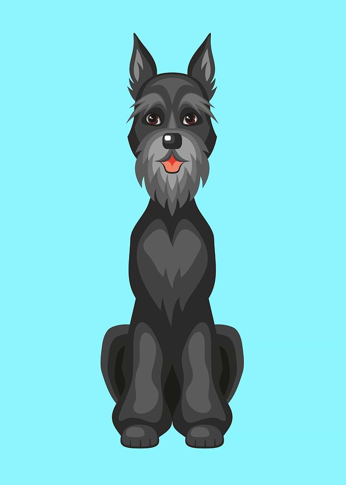 Cute Black Riesenschnauzer