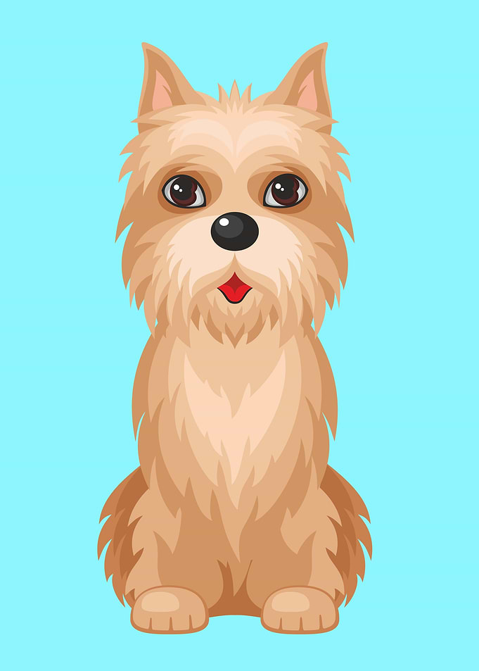 Cute Cairn Terrier dog