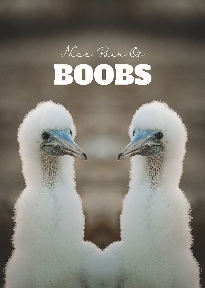 Nice Pair Of Boobs