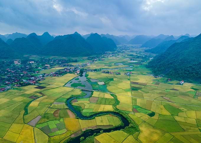 Nice ripen rice fields