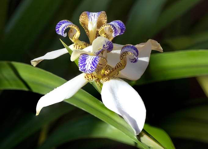 Apostles Iris Trimezia