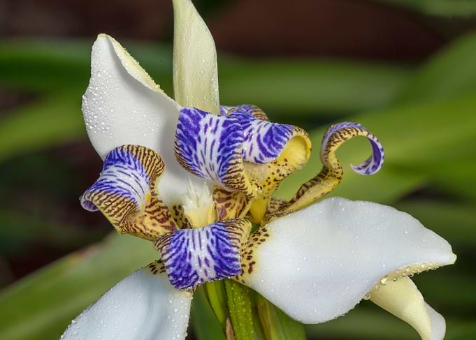 Trimezia Apostle Iris