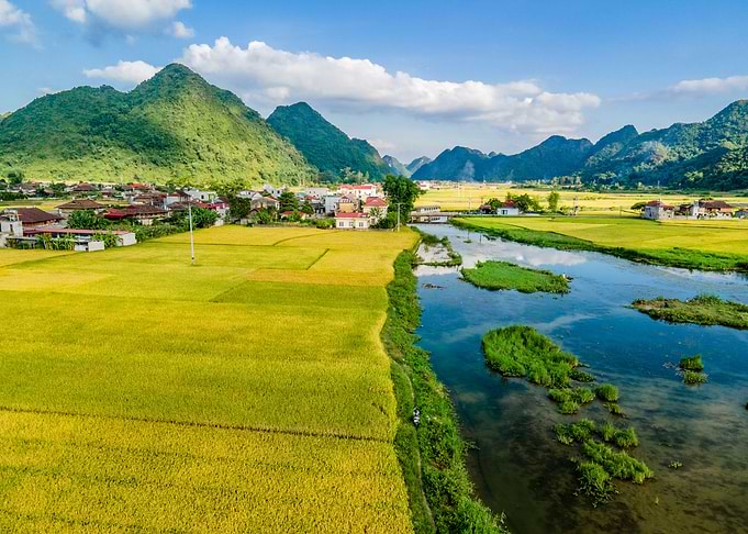 Nice ripen rice fields