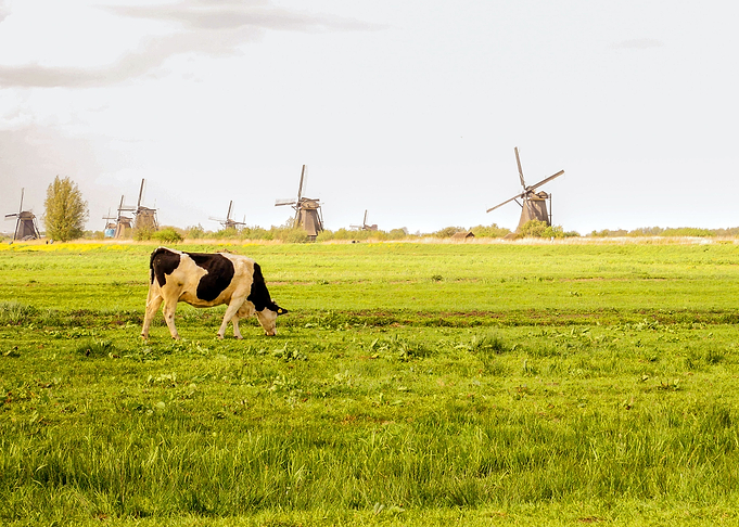 COW IN THE FARM