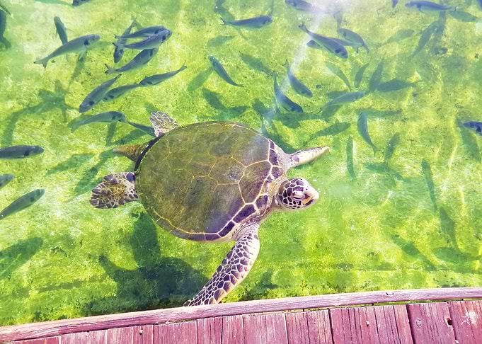 TURTLE