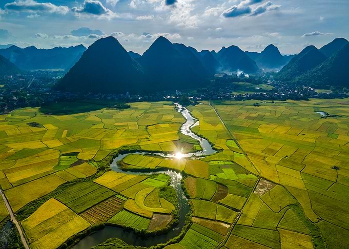 Nice ripen rice fields