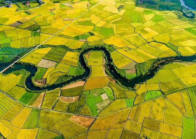 Nice ripen rice fields