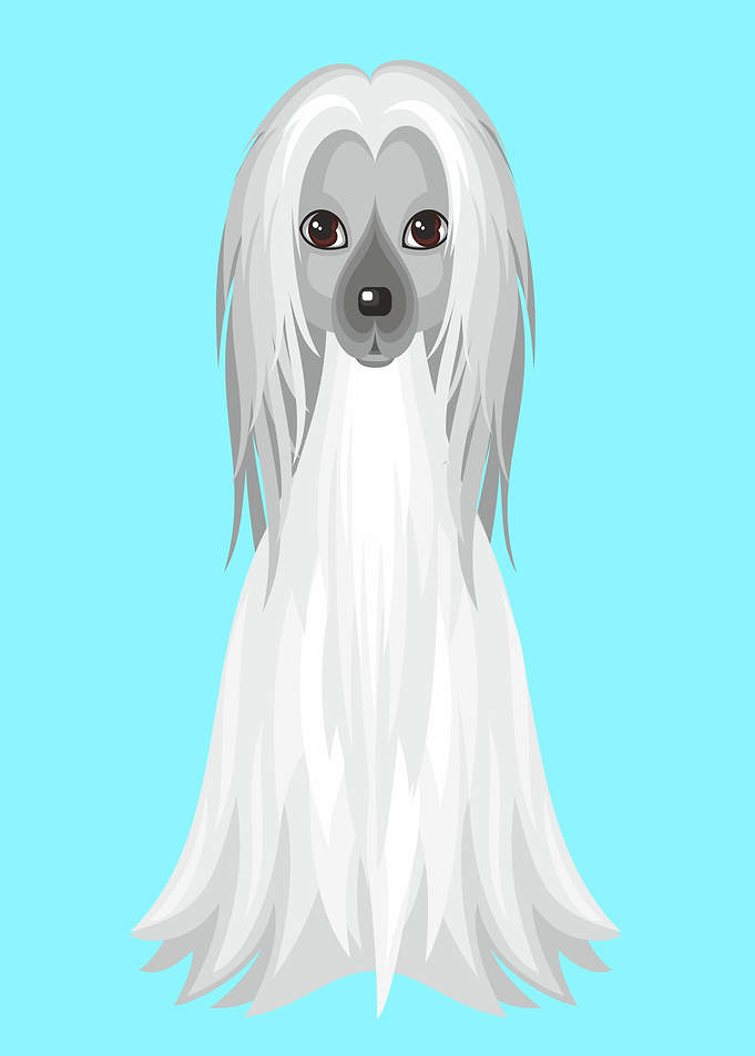 Cute Afghanischer Windhund