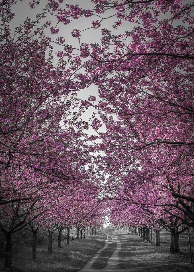 Pink cherry blossom alley
