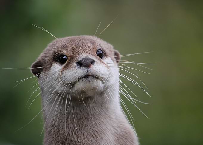 Otter