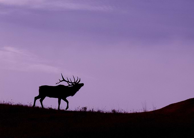 Large Bull Elf Stag