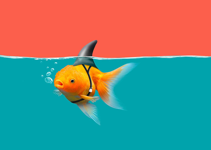Goldfish Shark