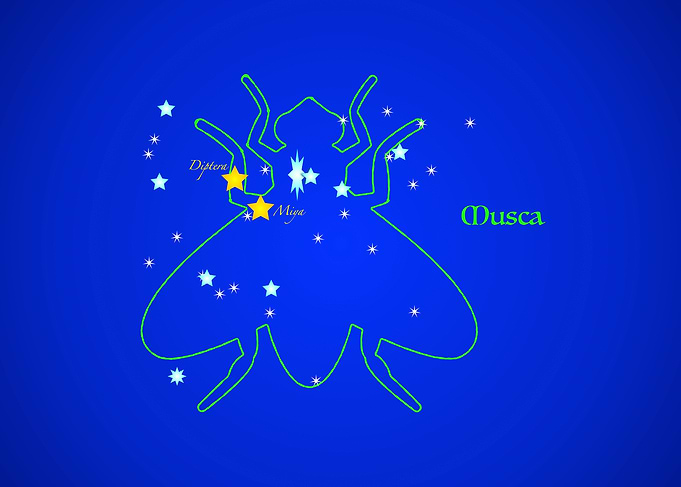 Constellation MUSCA