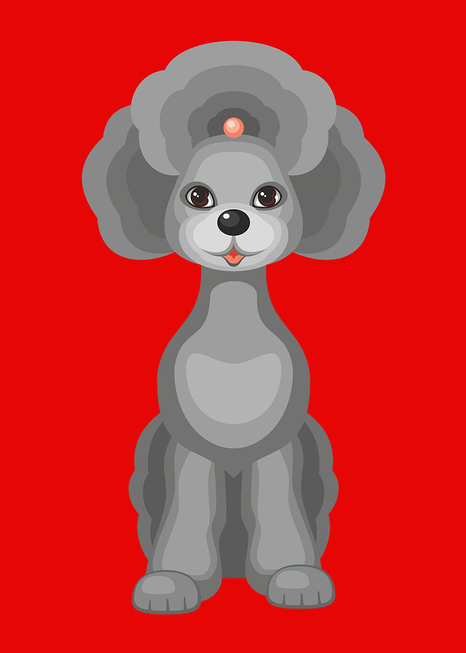 Cute grey standard poodle