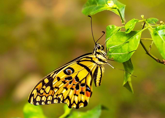 Yellow butterfly