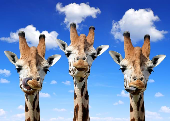 Three Giraffes