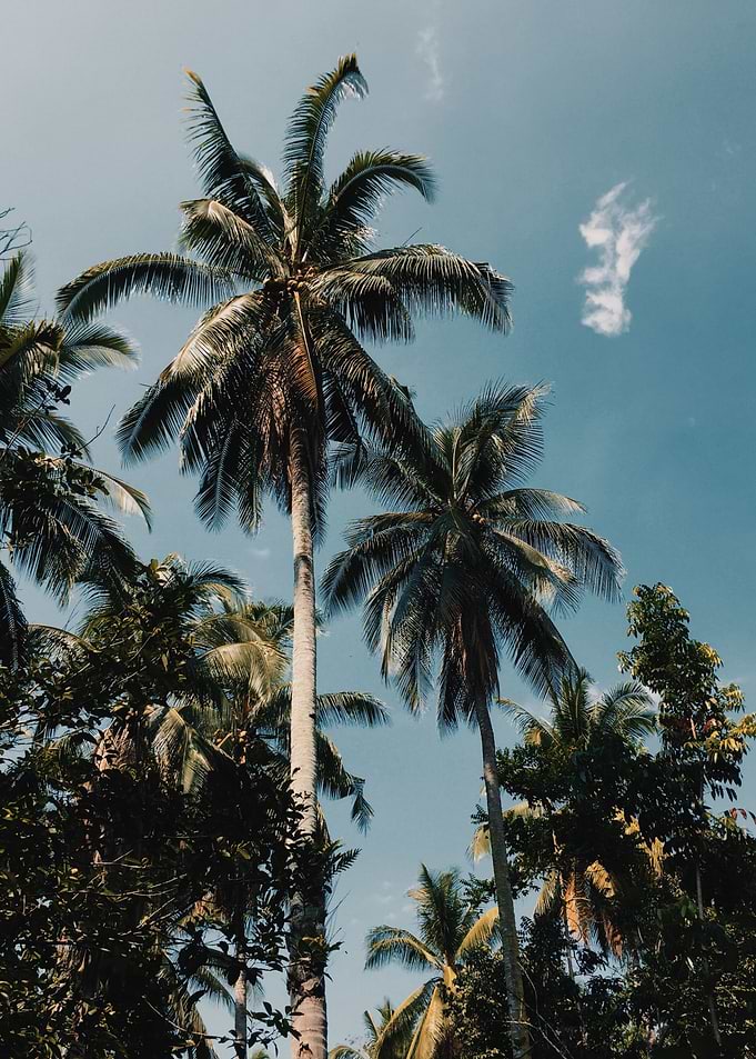 Palm tree