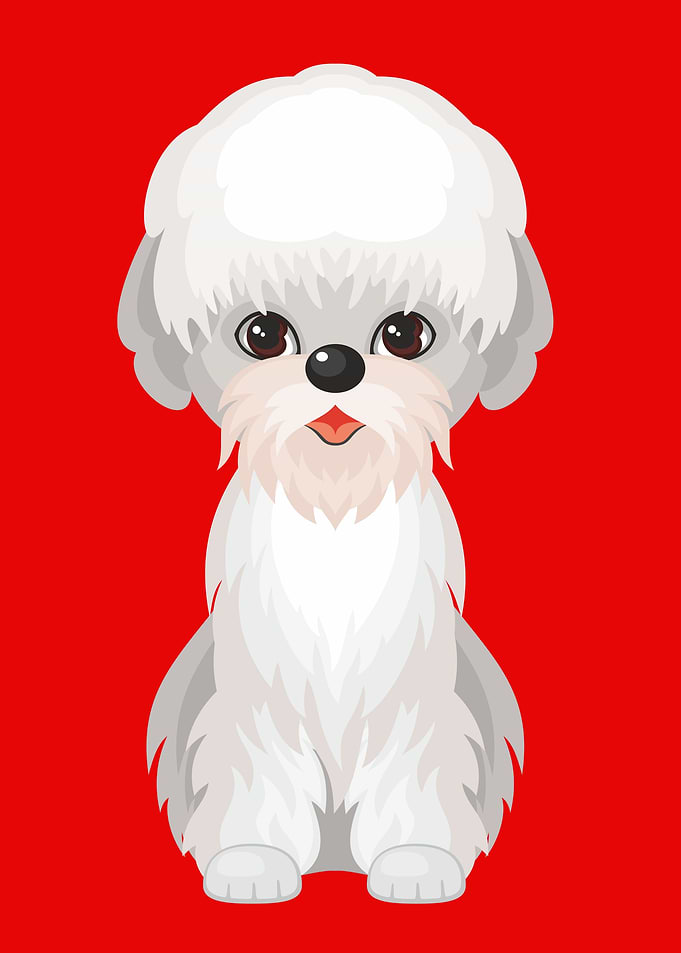 Cute Dandie Dinmont