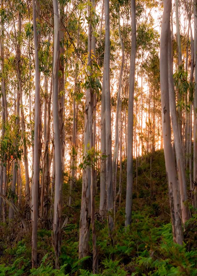 Morning Trees
