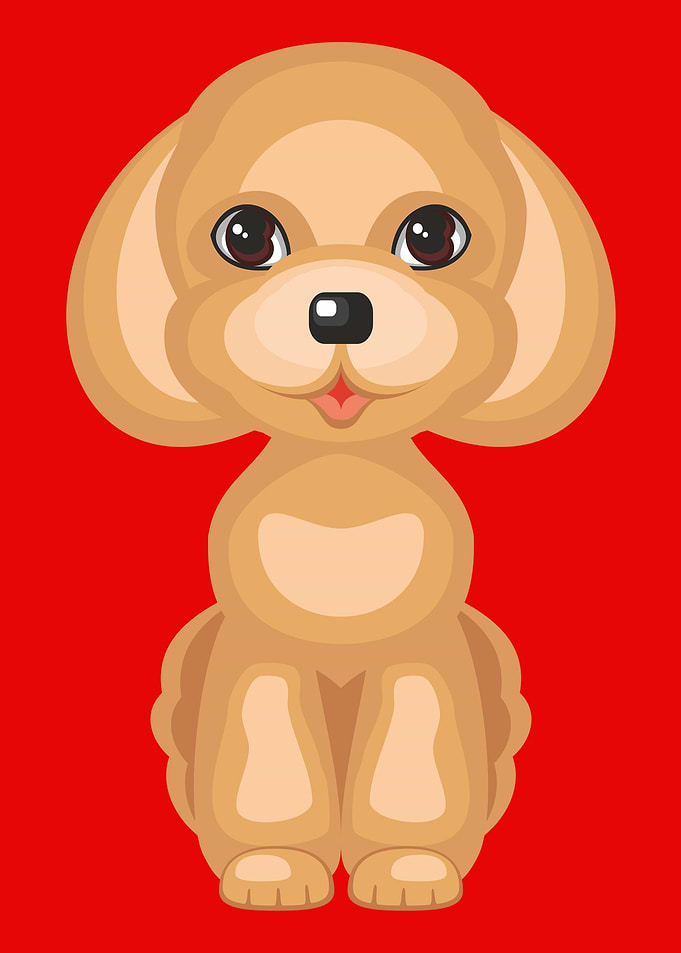 Cute Toy Poodle dog