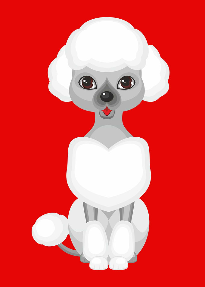 Cute grey small poodle dog