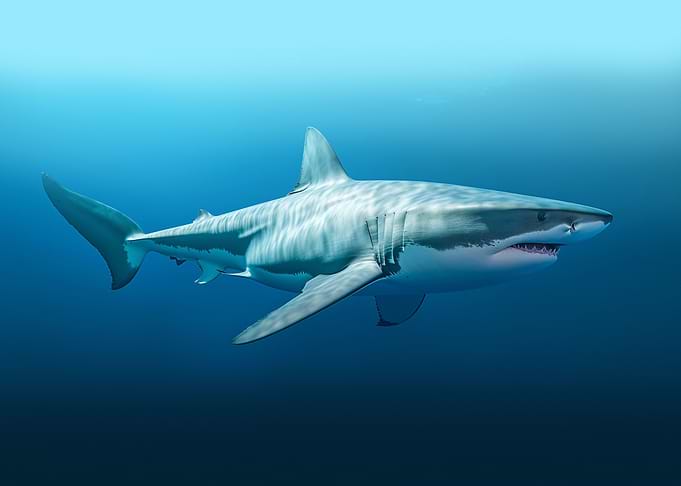 Shark