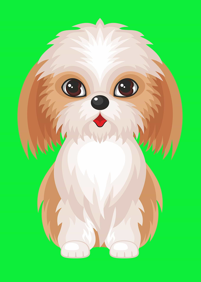 Cute Little Shih Tzu Dog