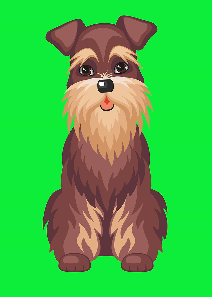 Cute Miniature Schnauzer