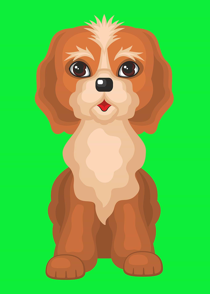 Cute Cockerpoo Dog