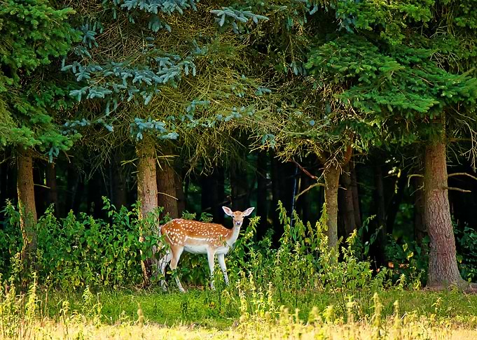 female doe roe deer