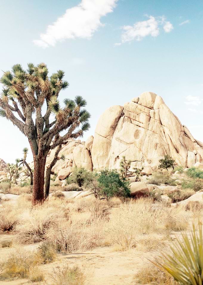Arizona Charm