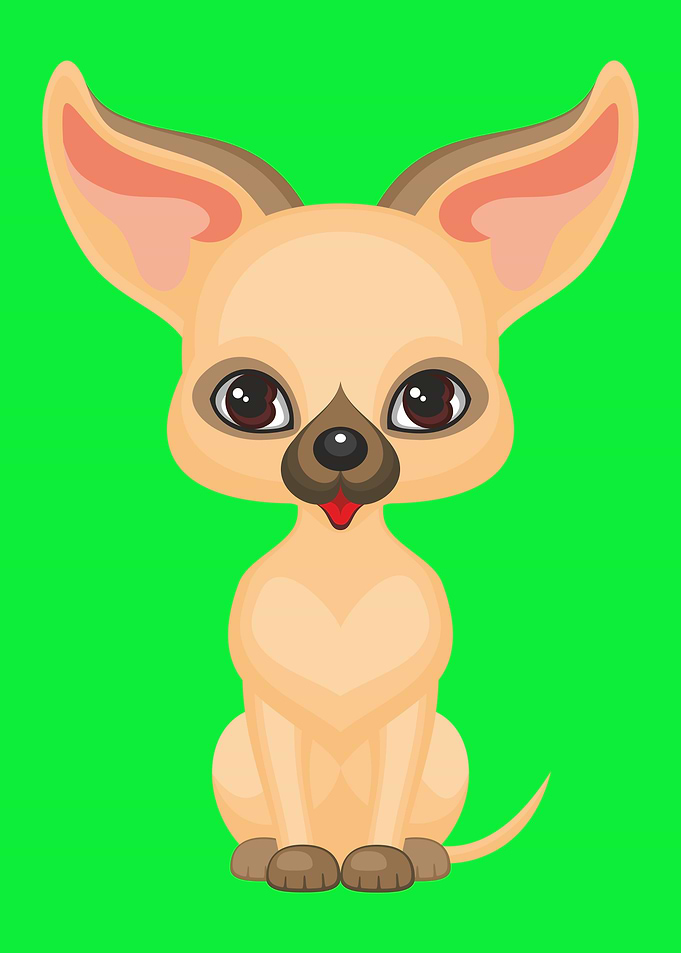 Cute Chihuahua Dog