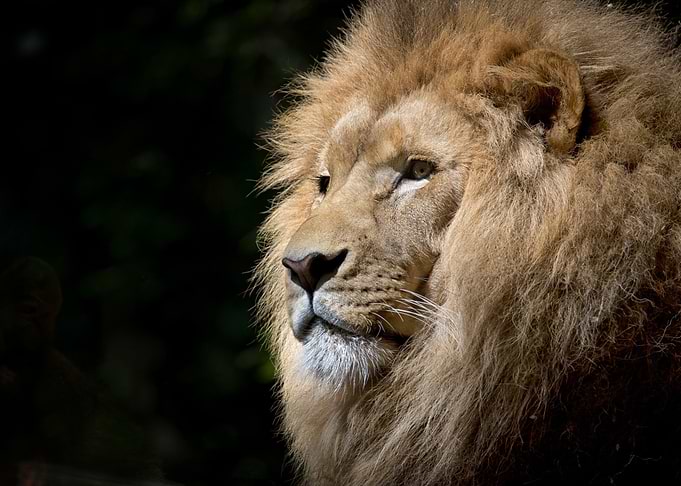 Lion King of the Jungle