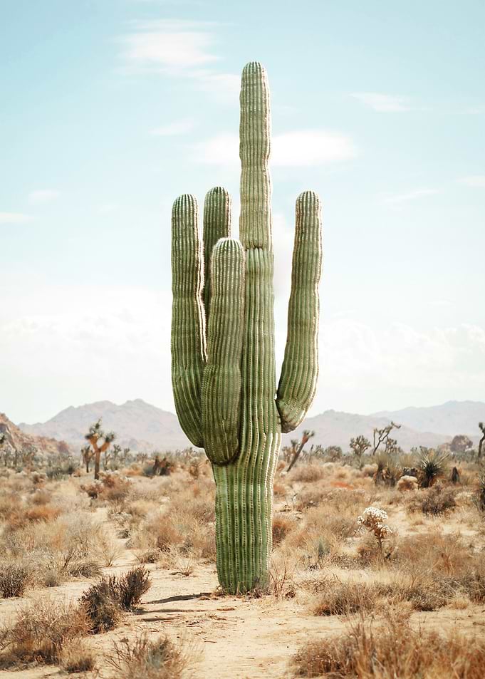 Cactus Life