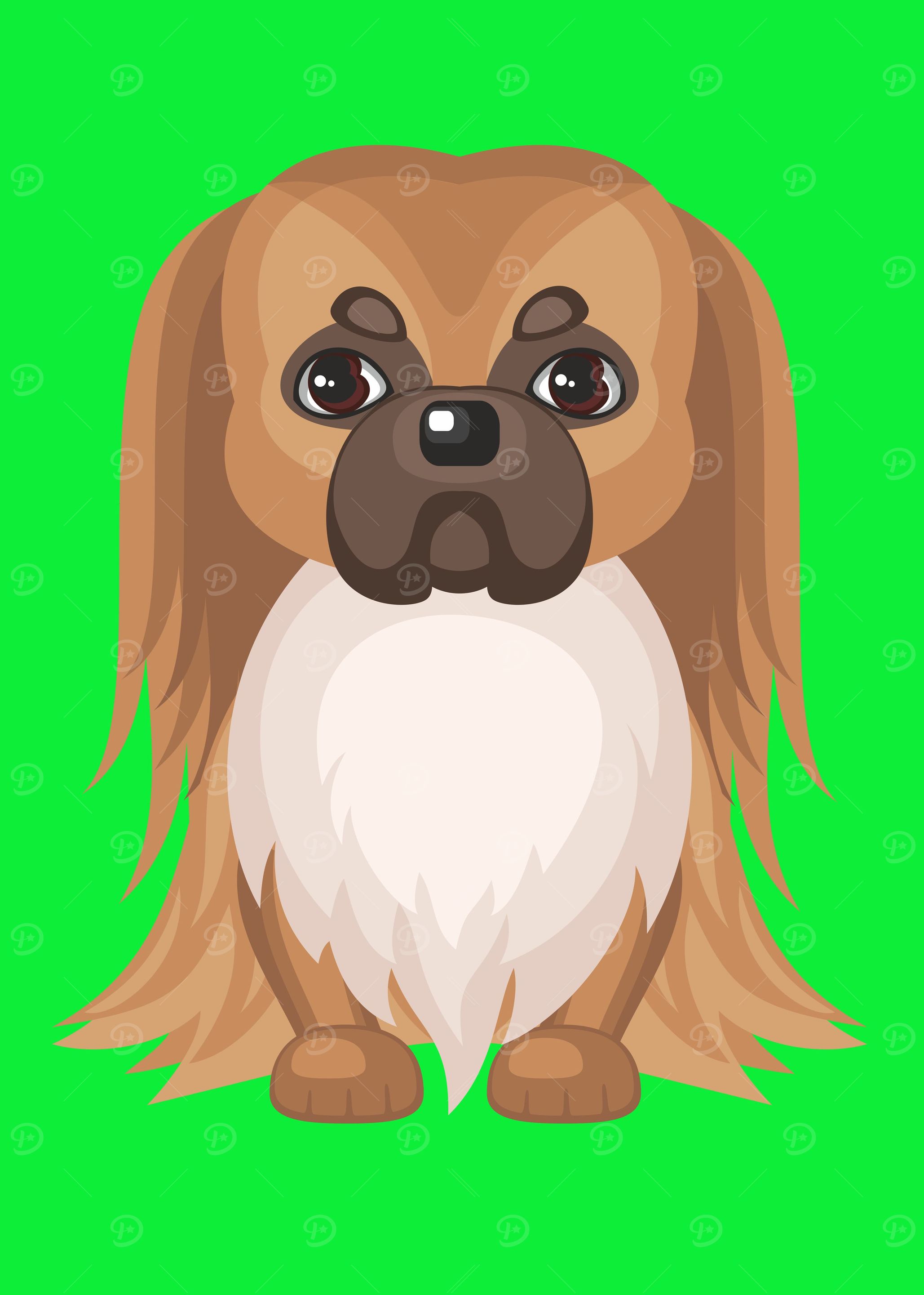 Cute Little Pekingese dog