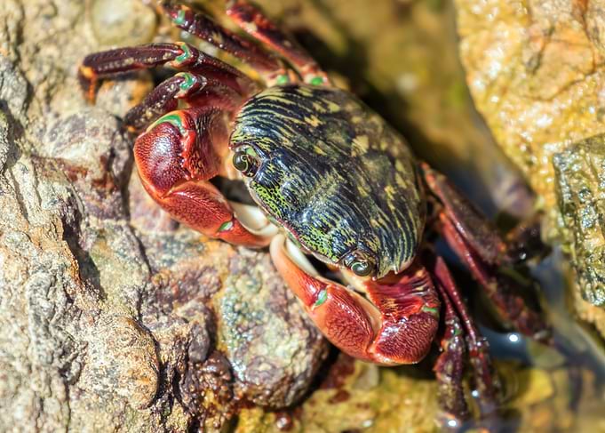 Shore Crab