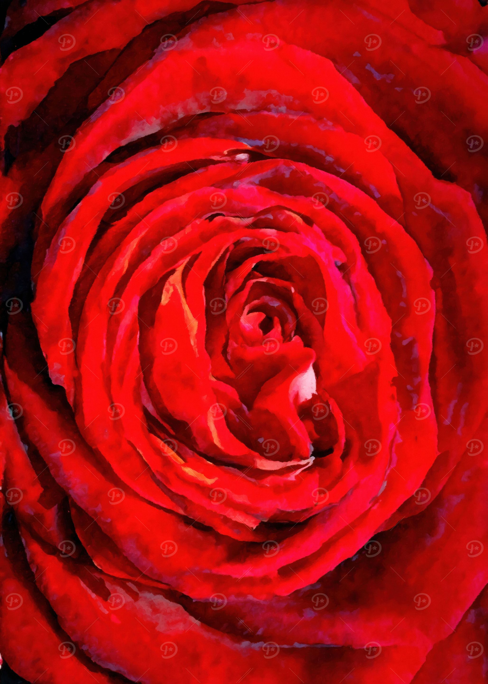 Red rose painting