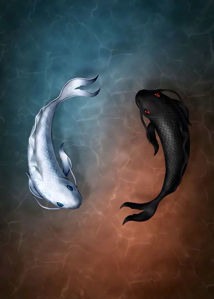 Koi