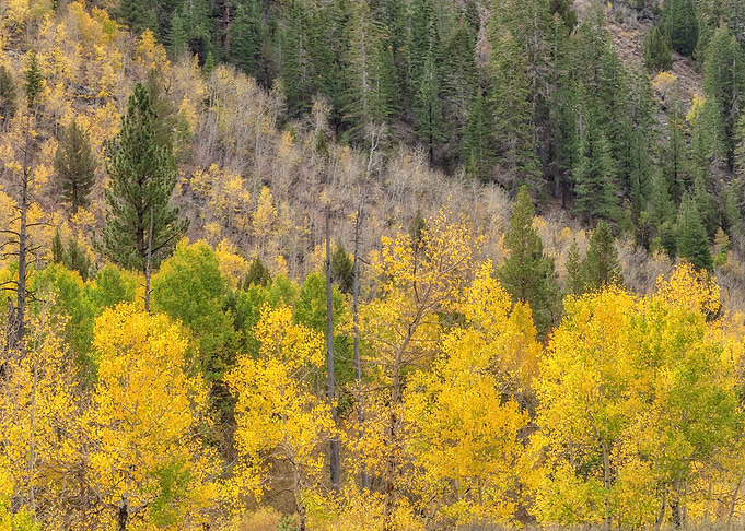 Autumn Scene
