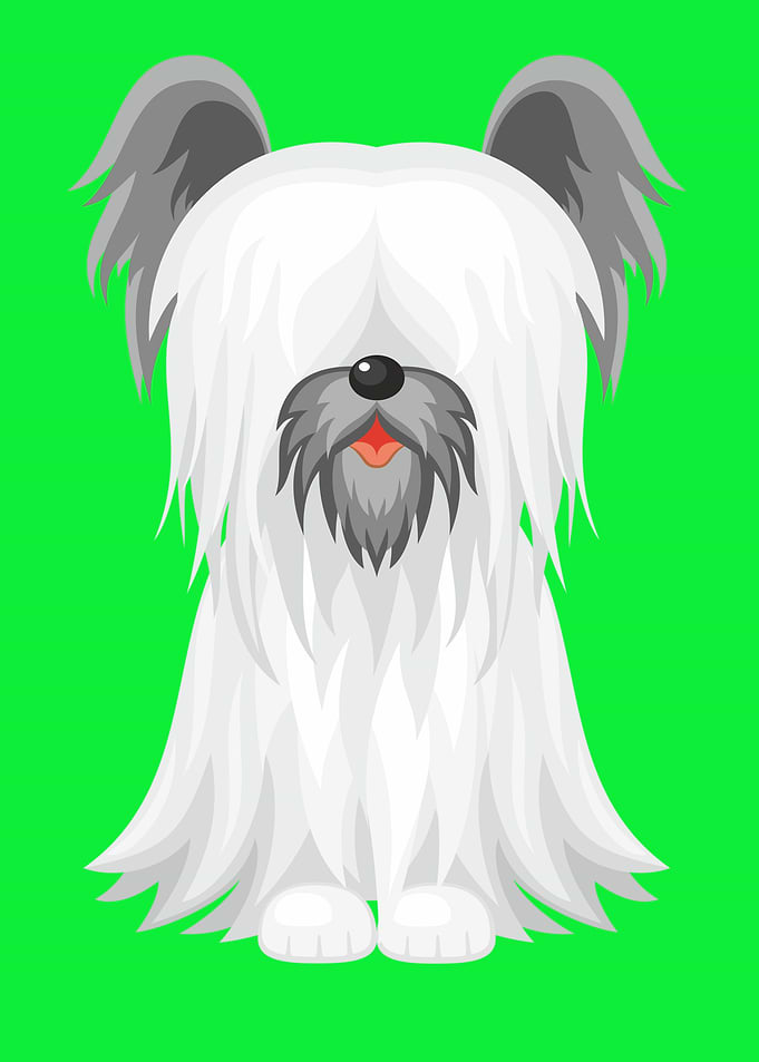 Cute Skye Terrier Dog