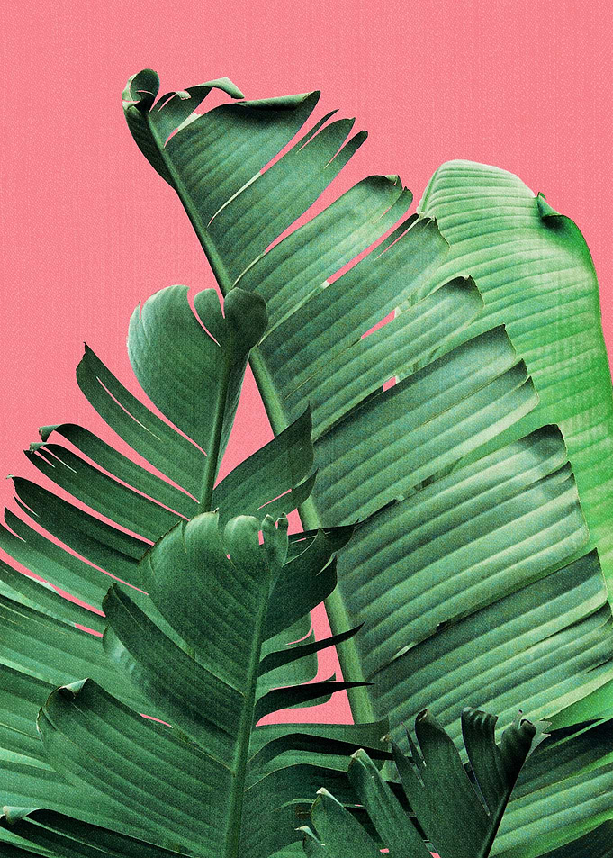 Banana Leaves in Pink