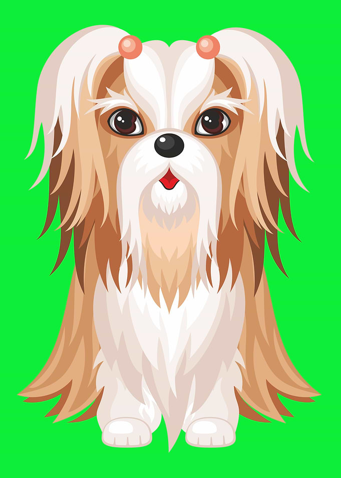 Cute Shih Tzu Dog