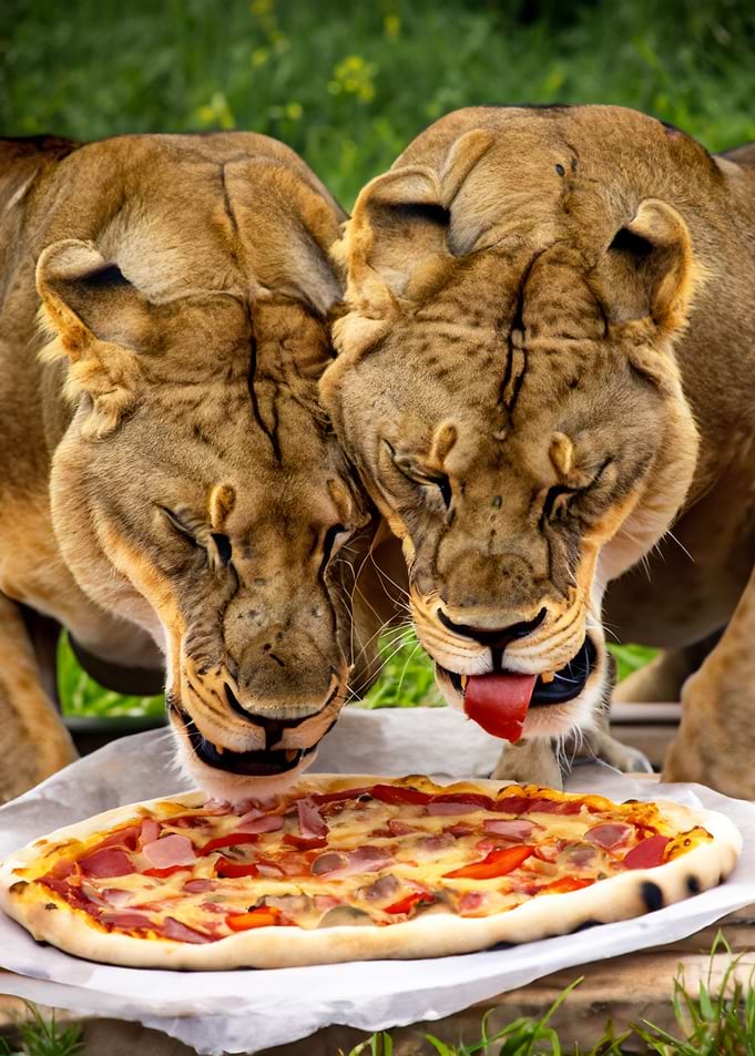 Two lions eating a pizza