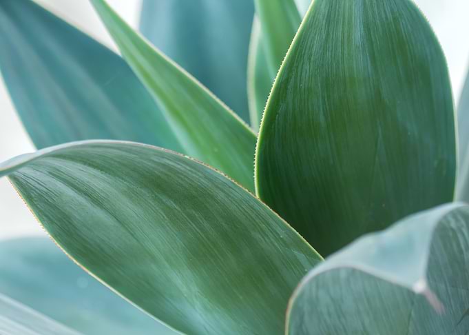 Agave