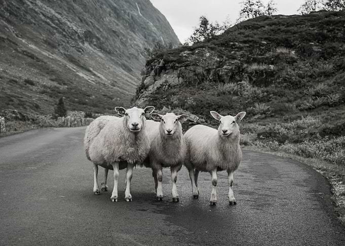 HORDES OF SHEEP
