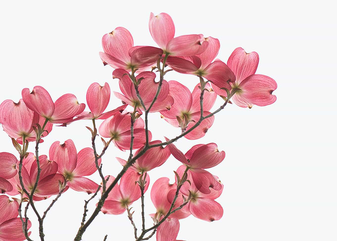 Pink Flower