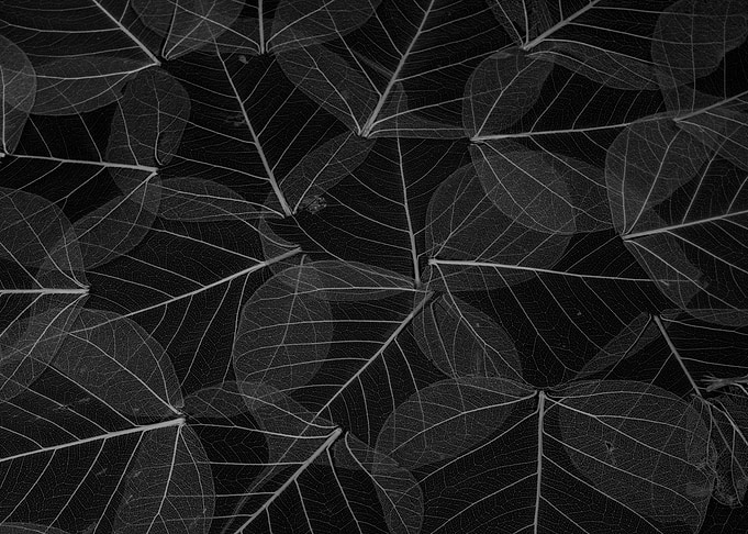 Black Leafs
