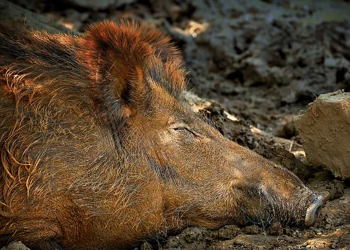 Brown wild boar Boar head
