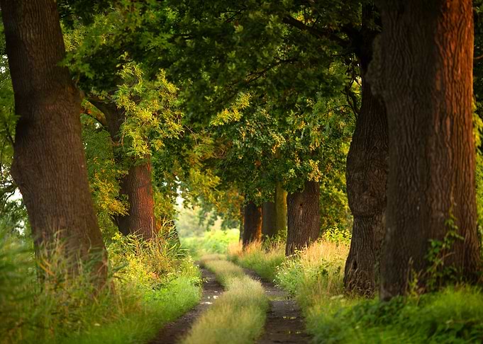 Oak alley in summer